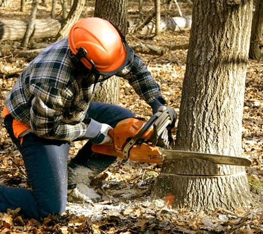 Tree Removal in Lindsborg, KS